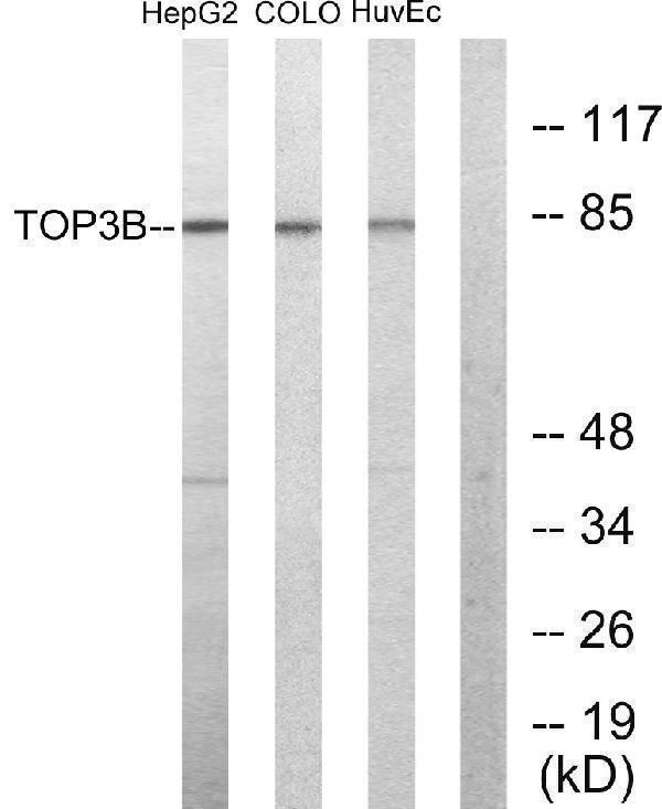 a10446 1 top3b primary antibodies wb testing 3