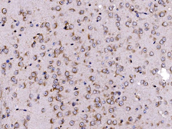 Figure 5. IHC analysis of FKBP135/FKBP15 using anti-FKBP135/FKBP15 antibody (A10447-1). FKBP135/FKBP15 was detected in a paraffin-embedded section of rat brain tissue. Heat mediated antigen retrieval was performed in EDTA buffer (pH 8.0, epitope retrieval solution). The tissue section was blocked with 10% goat serum. The tissue section was then incubated with 2 microg/ml rabbit anti-FKBP135/FKBP15 Antibody (A10447-1) overnight at 4°C. Biotinylated goat anti-rabbit IgG was used as secondary antibody and incubated for 30 minutes at 37°C. The tissue section was developed using Strepavidin-Biotin-Complex (SABC) (Catalog # SA1022) with DAB as the chromogen.