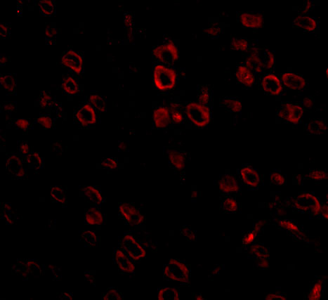 a10447 fkbp15 primary antibodies if testing 3