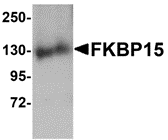 a10447 fkbp15 primary antibodies wb testing 1