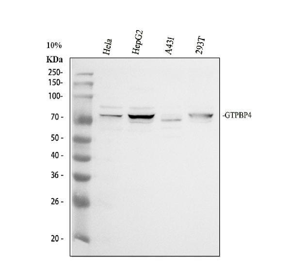 a10450 2 gtpbp4 primary antibodies wb testing 1