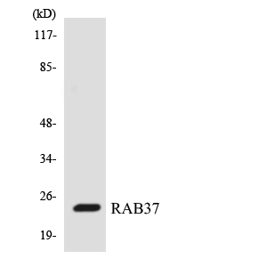 Western blot analysis of the lysates from HepG2 cells using RAB37 antibody