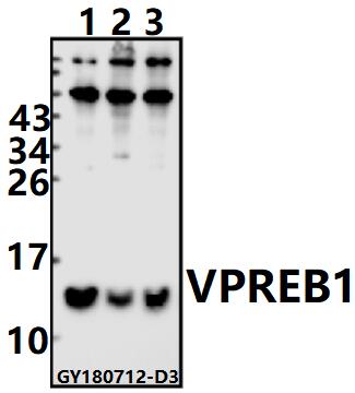 a10453 vpreb1 primary antiboties wb testing 1