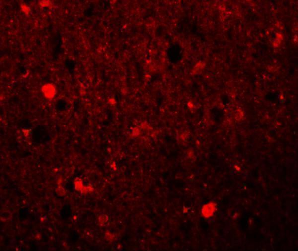 a10454 srpx primary antibodies if testing 3