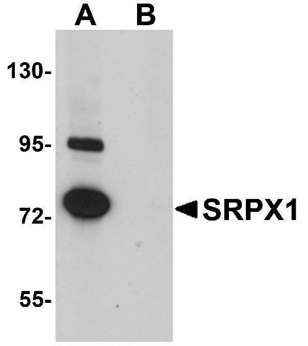 a10454 srpx primary antibodies wb testing 1