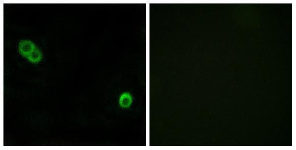 a10457 2 acer3 primary antibodies if testing 1