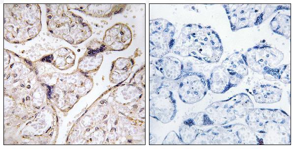 a10457 2 acer3 primary antibodies ihc testing 5