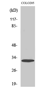 a10457 2 acer3 primary antibodies wb testing 2