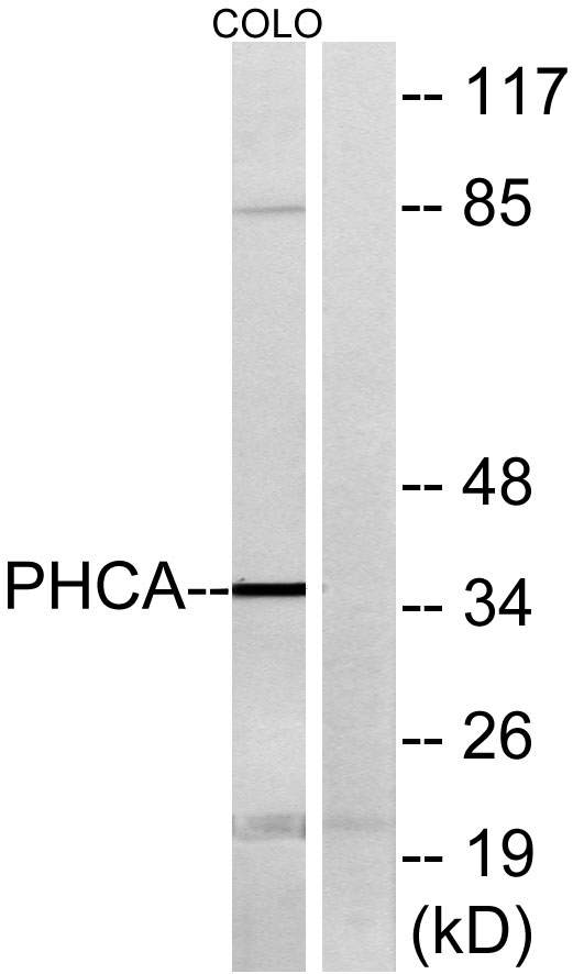 a10457 2 acer3 primary antibodies wb testing 3
