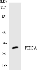 a10457 2 acer3 primary antibodies wb testing 4