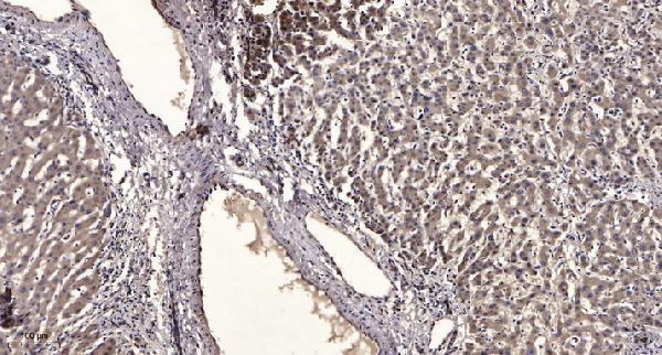 a10463 1 htr1f primary antibodies ihc testing 1
