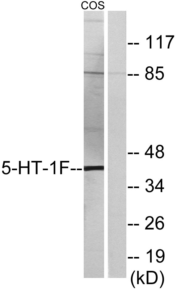 a10463 1 htr1f primary antibodies wb testing 3