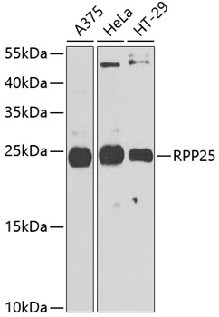 a10466 rpp25 primary antiboties wb testing 1