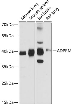 a10468 adprm primary antiboties wb testing 1