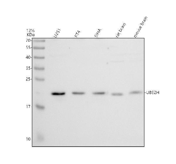 Anti-UBE2H Antibody Picoband&reg;