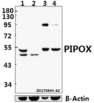 a10475 1 pipox primary antiboties wb testing 1