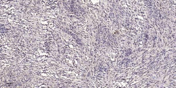 a10478 1 podn primary antibodies ihc testing 1