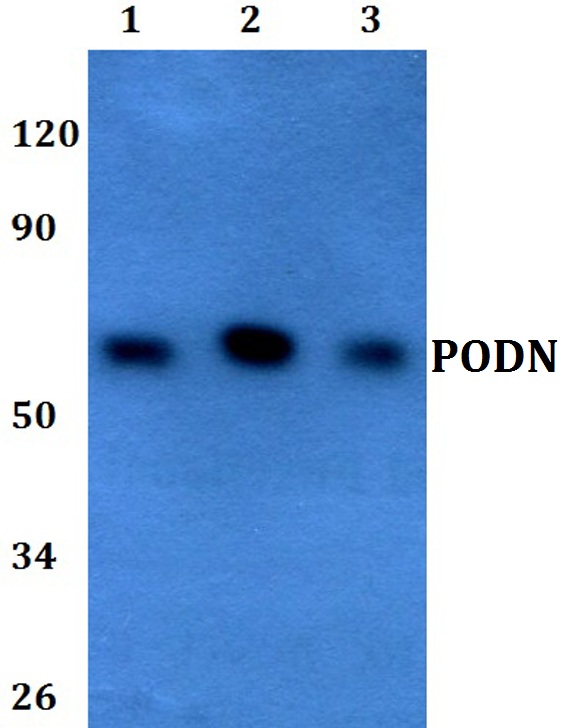 a10478 podn primary antiboties wb testing 1