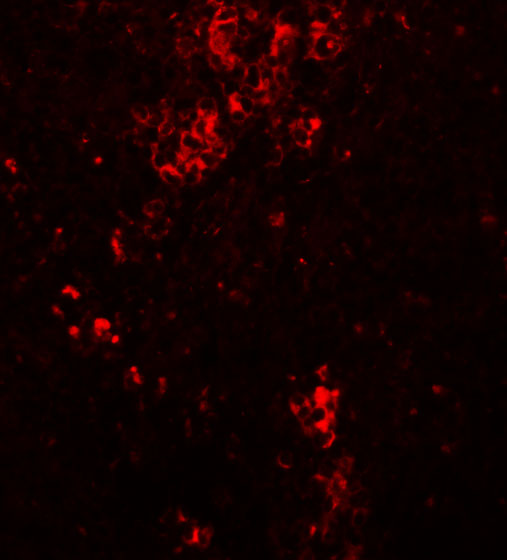 Immunofluorescence of BFAR in mouse kidney tissue with BFAR antibody at 20 μg/mL