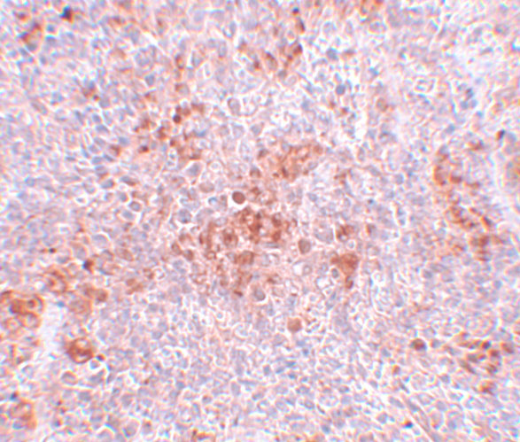 Immunohistochemistry of BFAR in mouse kidney tissue with BFAR antibody at 5 μg/mL