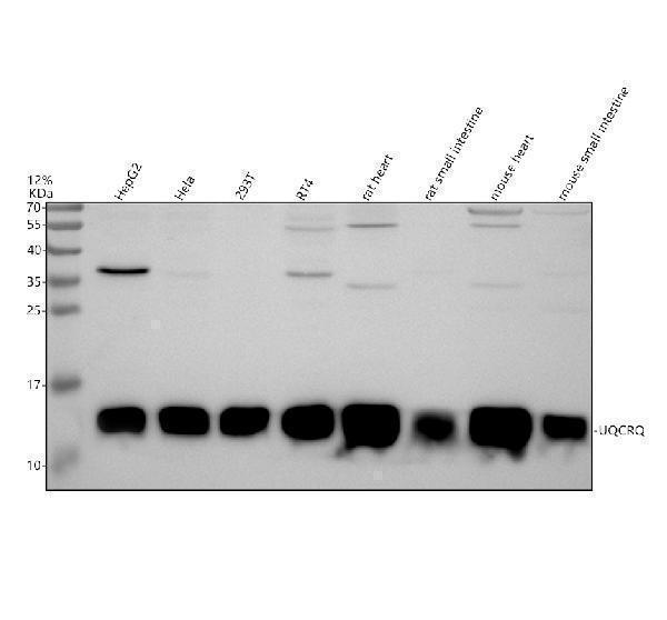 Western blot analysis of UQCRQ using anti-UQCRQ antibody (A10480-1)