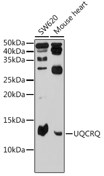 a10480 uqcrq primary antiboties wb testing 1
