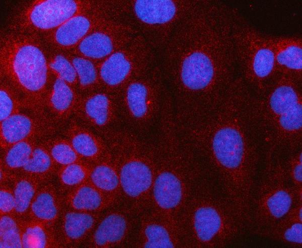 Figure 2. IF analysis of HAAO using anti-HAAO antibody (A10482-1). HAAO was detected in an immunocytochemical section of Caco-2 cells. Enzyme antigen retrieval was performed using IHC enzyme antigen retrieval reagent (AR0022) for 15 mins. The cells were blocked with 10% goat serum. And then incubated with 5 microg/mL rabbit anti-HAAO Antibody (A10482-1) overnight at 4°C. Cy3 Conjugated Goat Anti-Rabbit IgG (BA1032) was used as secondary antibody at 1:500 dilution and incubated for 30 minutes at 37°C. The section was counterstained with DAPI. Visualize using a fluorescence microscope and filter sets appropriate for the label used.