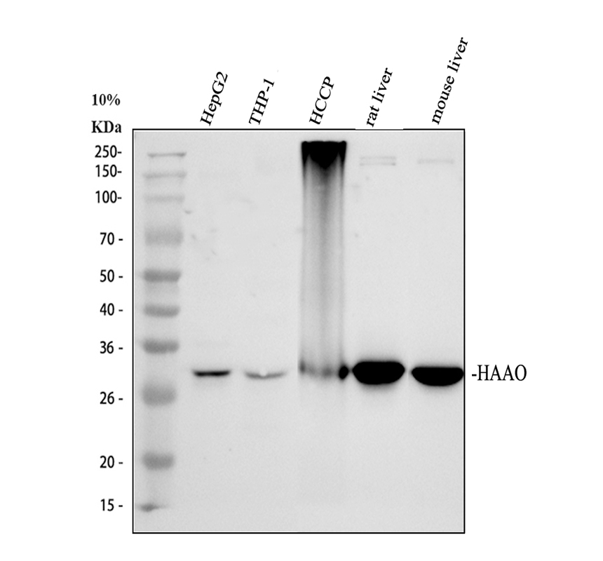 Western blot analysis of HAAO using anti-HAAO antibody (A10482-1)
