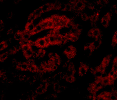 Immunofluorescence of HAAO in Human Liver cells with HAAO antibody at 20 μg/mL