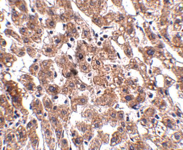Immunohistochemistry of HAAO in human liver tissue with HAAO antibody at 2