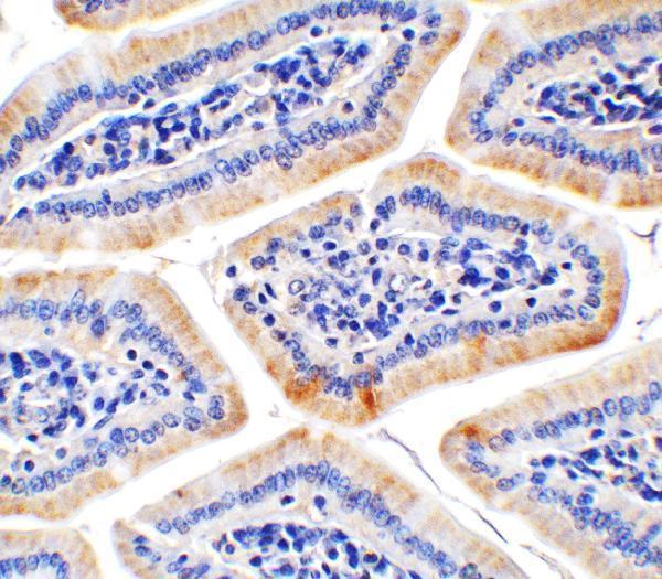 a10482 haao primary antibodies ihc testing 4