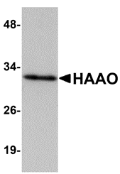 Western blot analysis of HAAO in Mouse liver tissue lysate with HAAO antibody at 1 μg/mL
