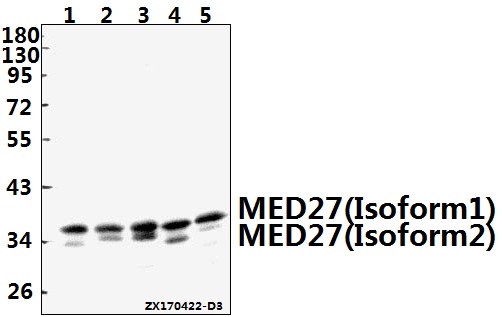 Western blot (WB) analysis of MED27 polyclonal antibody at 1:500 dilution
Lane1:Hela whole cell lysate(40ug)
Lane2:HCT116 whole cell lysate(40ug)
Lane3:A549 whole cell lysate(40ug)
Lane4:PC12 whole cell lysate(40ug)
Lane5:AML-12 whole cell lysate(40ug)