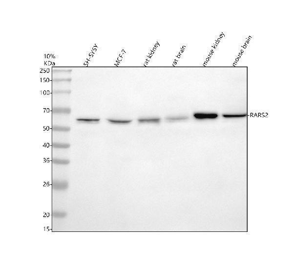 a10485 1 rars2 primary antibodies wb testing 1