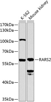 a10485 rars2 primary antiboties wb testing 1