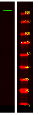 a10486 myo5c primary antibodies wb testing 1