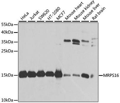 Western blot analysis of extracts of various cell lines, using MRPS16 antibody  at 1:1000 dilution