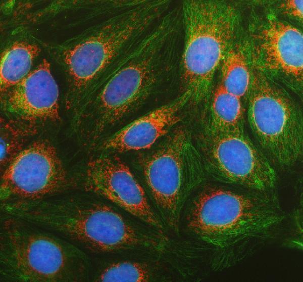 IF analysis of MRPS16 using anti-MRPS16 antibody (A10488-2) and anti-Alpha Tubulin antibody (M03989-3)