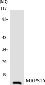 Western blot analysis of the lysates from COLO205 cells using MRPS16 antibody
