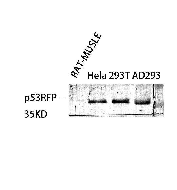a10490 rnf144b primary antibodies wb testing 2