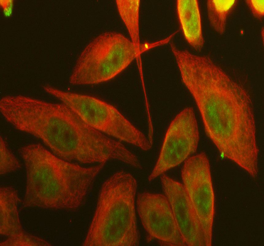 a10500 1 ppig primary antibodies if testing 1