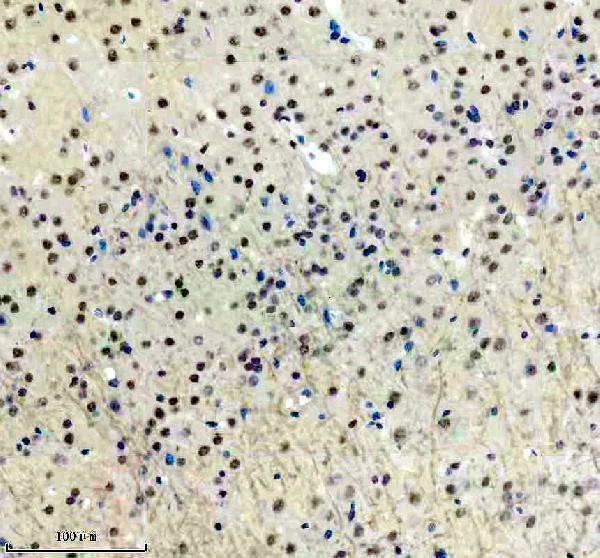 a10500 1 ppig primary antibodies ihc testing 10