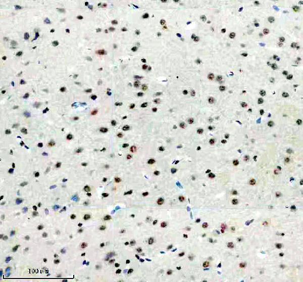 a10500 1 ppig primary antibodies ihc testing 11