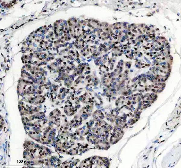 a10500 1 ppig primary antibodies ihc testing 3