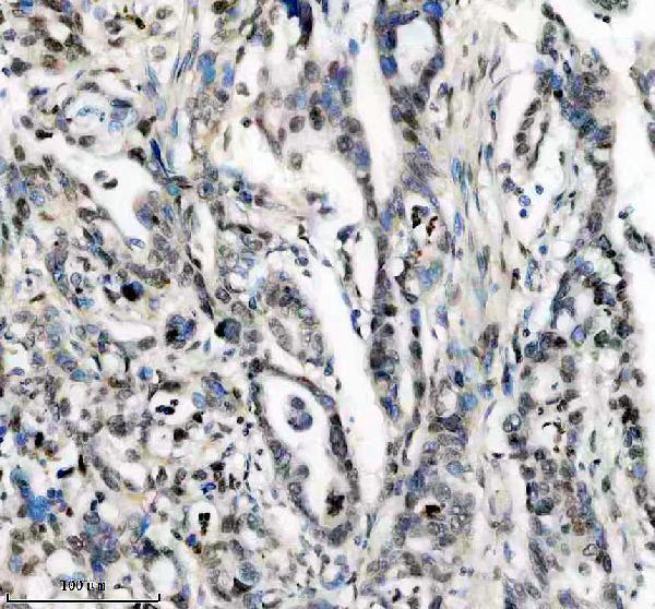 a10500 1 ppig primary antibodies ihc testing 4