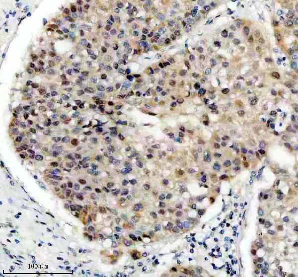 a10500 1 ppig primary antibodies ihc testing 5
