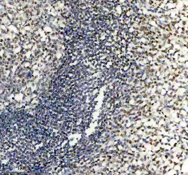 a10500 1 ppig primary antibodies ihc testing 6