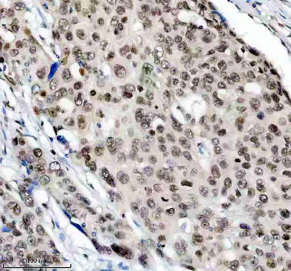 a10500 1 ppig primary antibodies ihc testing 7