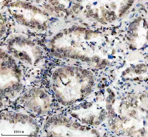 a10500 1 ppig primary antibodies ihc testing 8