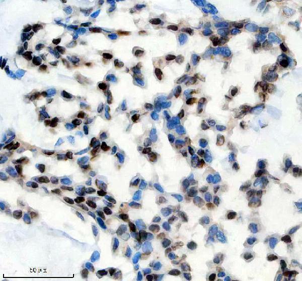 a10500 1 ppig primary antibodies ihc testing 9